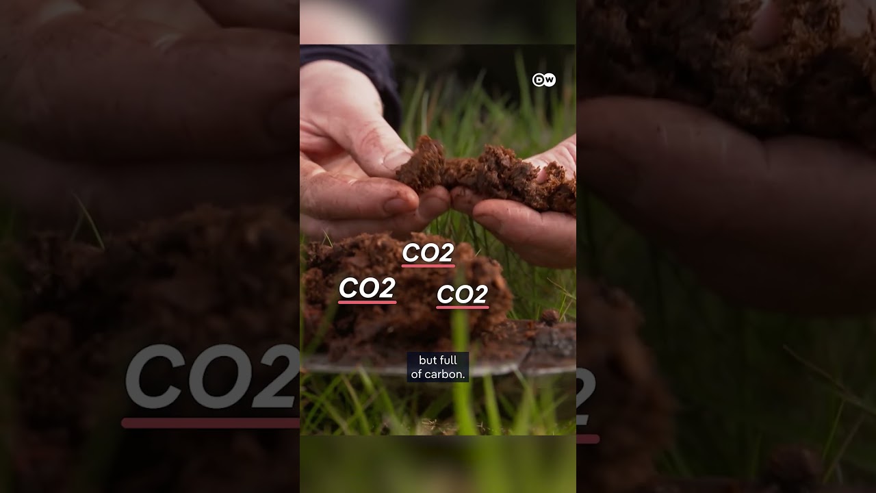 Peatlands store more CO2 than forests! | DW Documentary