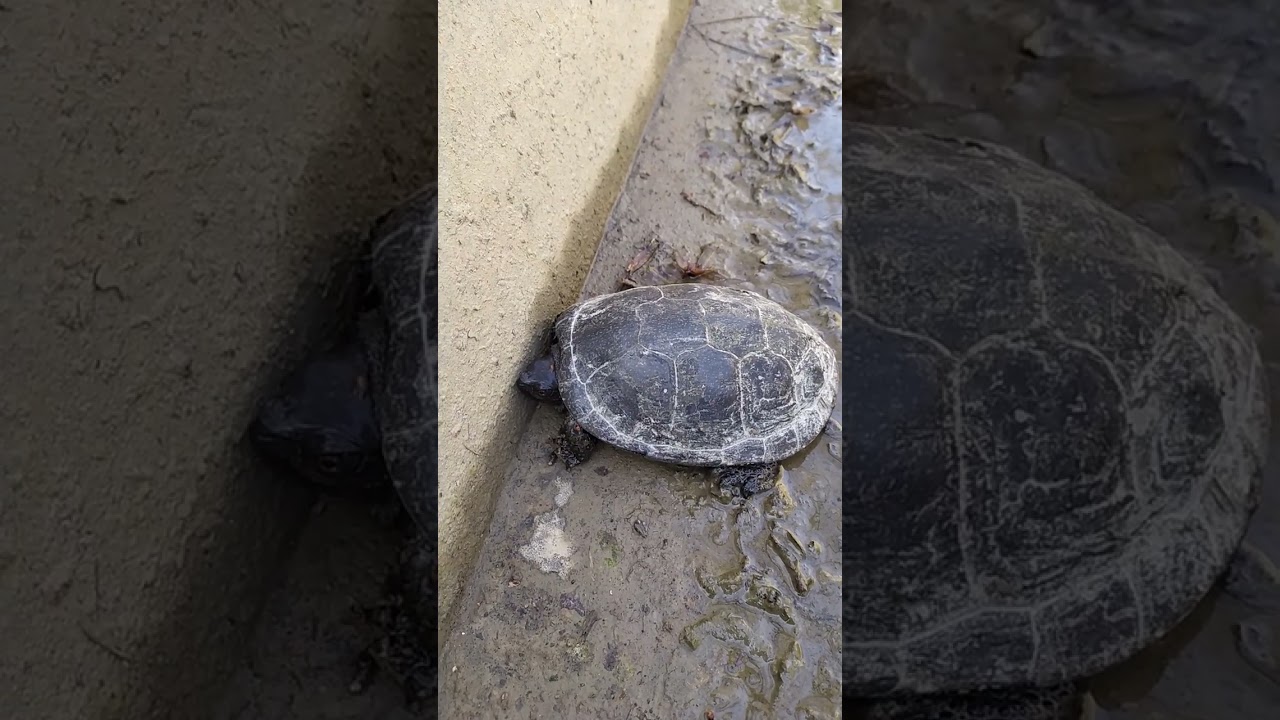 Salviamo una tartaruga palustre europea dal suo infausto destino #animals #turtle #wildlife