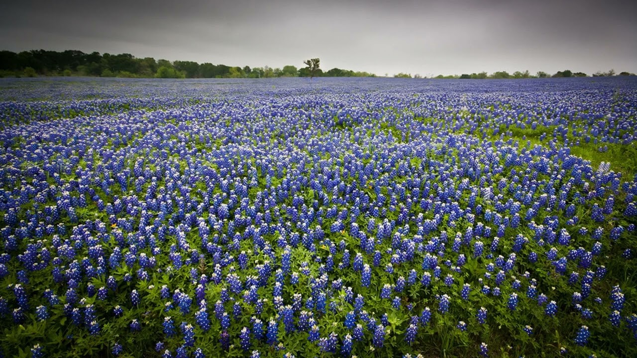 God Bless Texas