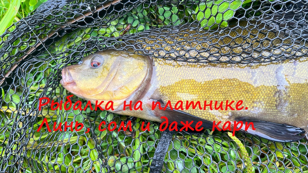 Рыбалка на платнике в июле. Бешеный клев линя на кукурузу.Сом на креветку.