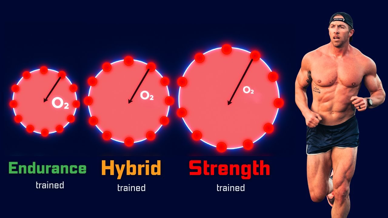 Why Bigger Muscles Hurt Endurance (The Biological Limit)