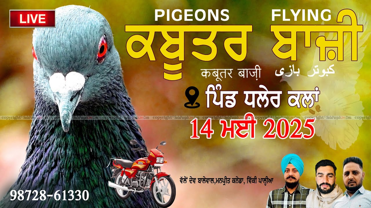 🔴 LIVE . ਕਬੂਤਰਬਾਜ਼ੀ 🔴 DHALER KALAN 🔴 ਕੁੱਪ ਕਲਾਂ  ਪੀਜ਼ਨ ਕਲੱਬ  [ 14 MAY  2025  ]  FLYING COMPITION