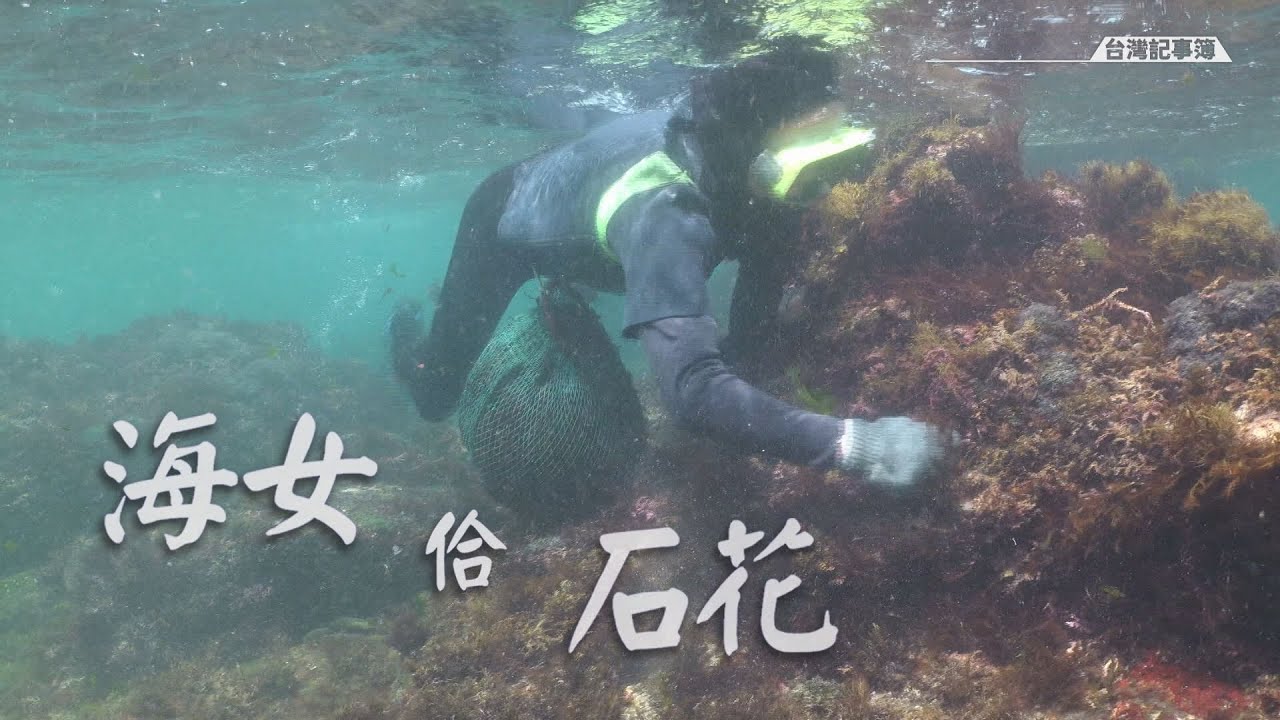 東北角特產石花菜改人工養，海女文化是否會消失? [ 海女佮石花 ] 2023.08.13 台灣記事簿 第203集