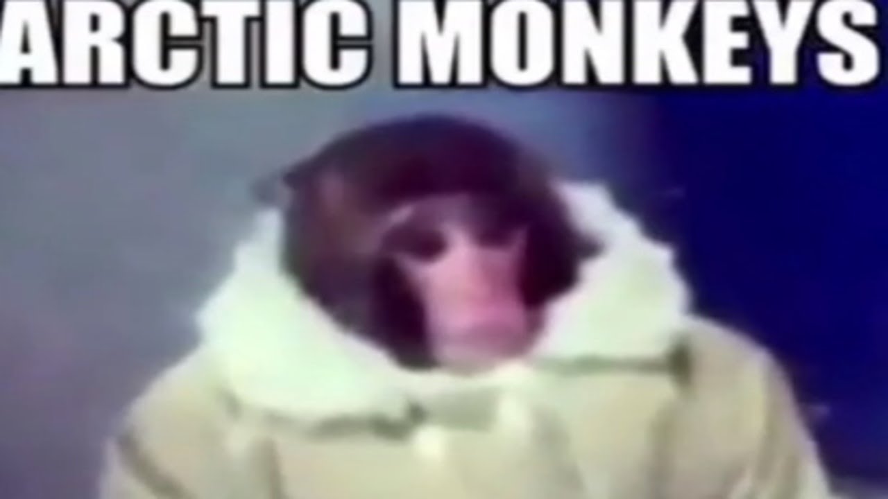 Top 5 monkeys