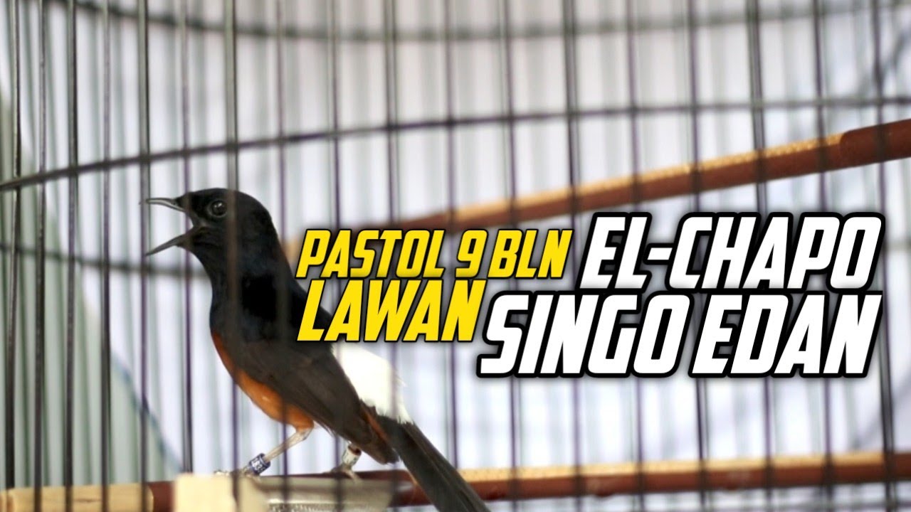 PASTOL SADIS EL-CHAPO‼️ 9 BULAN MENANG LAWAN SINGO EDAN 🔥