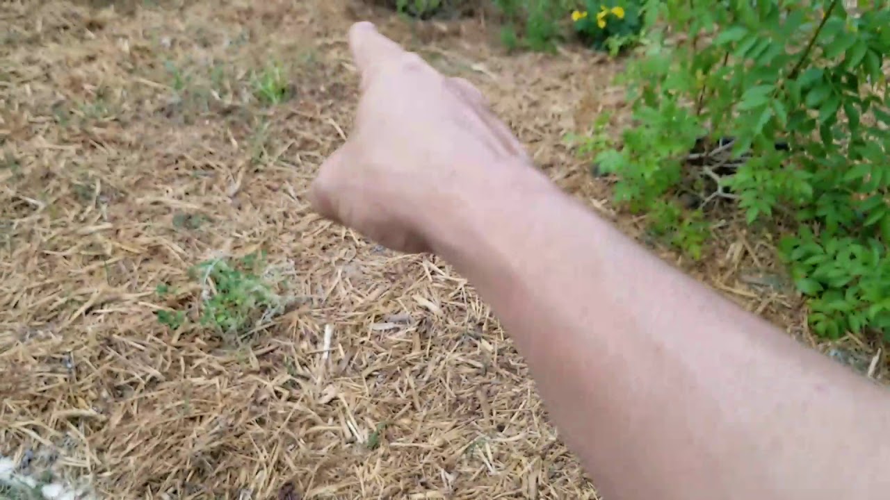 Front yard August 2017