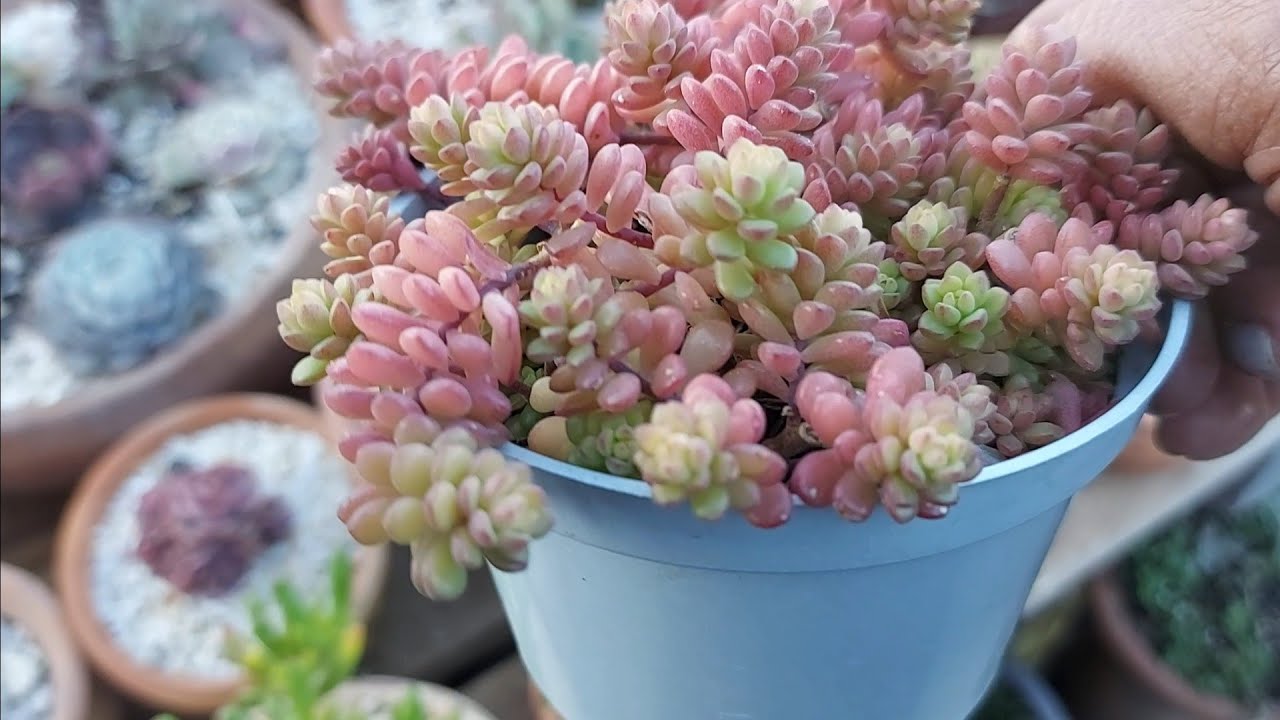 23 SEDUNS. Oito deles NOVOS NO MEU JARDIM/COLEÇÃO. Todos IDENTIFICADOS + DICAS de cultivo.