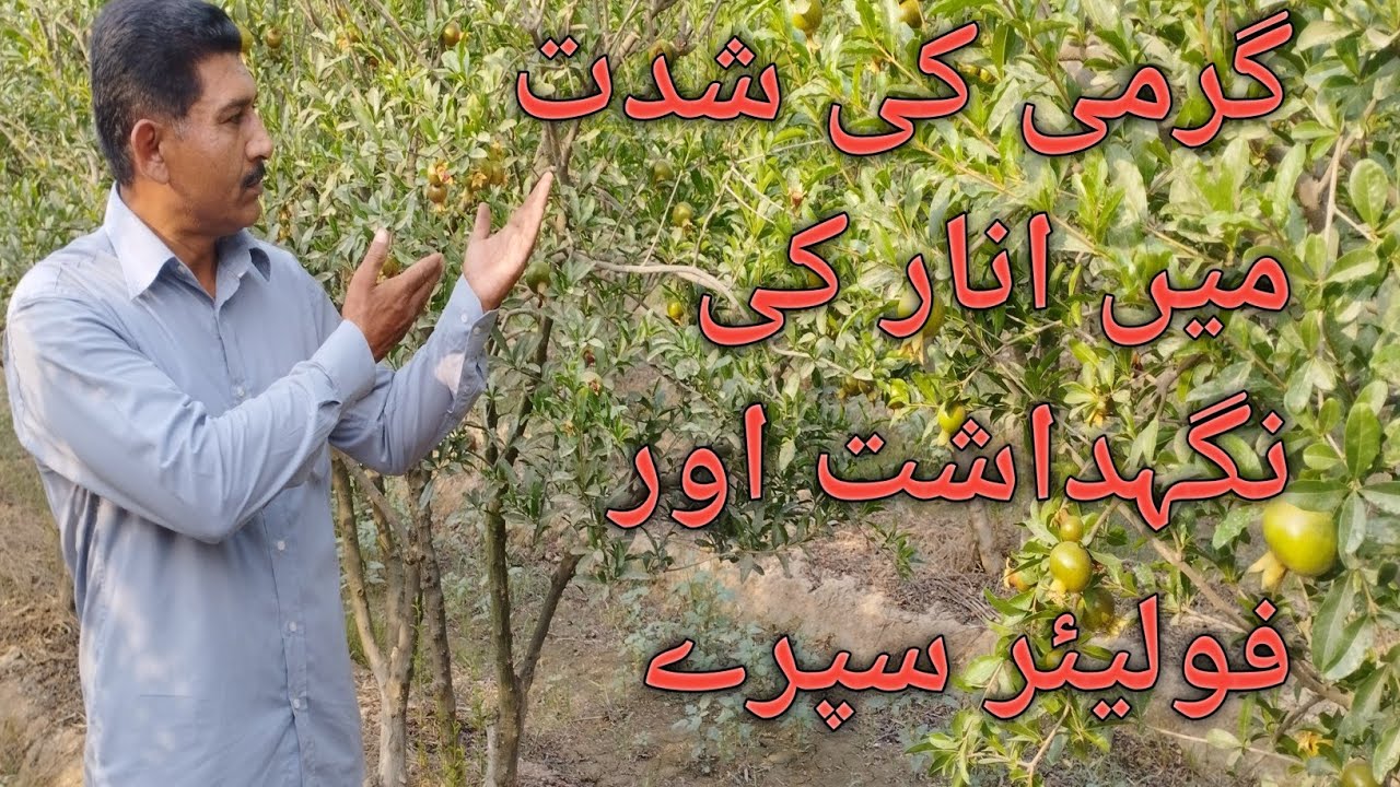 Pomegranate Plant Care in Summer: Tips for Maximum Yield