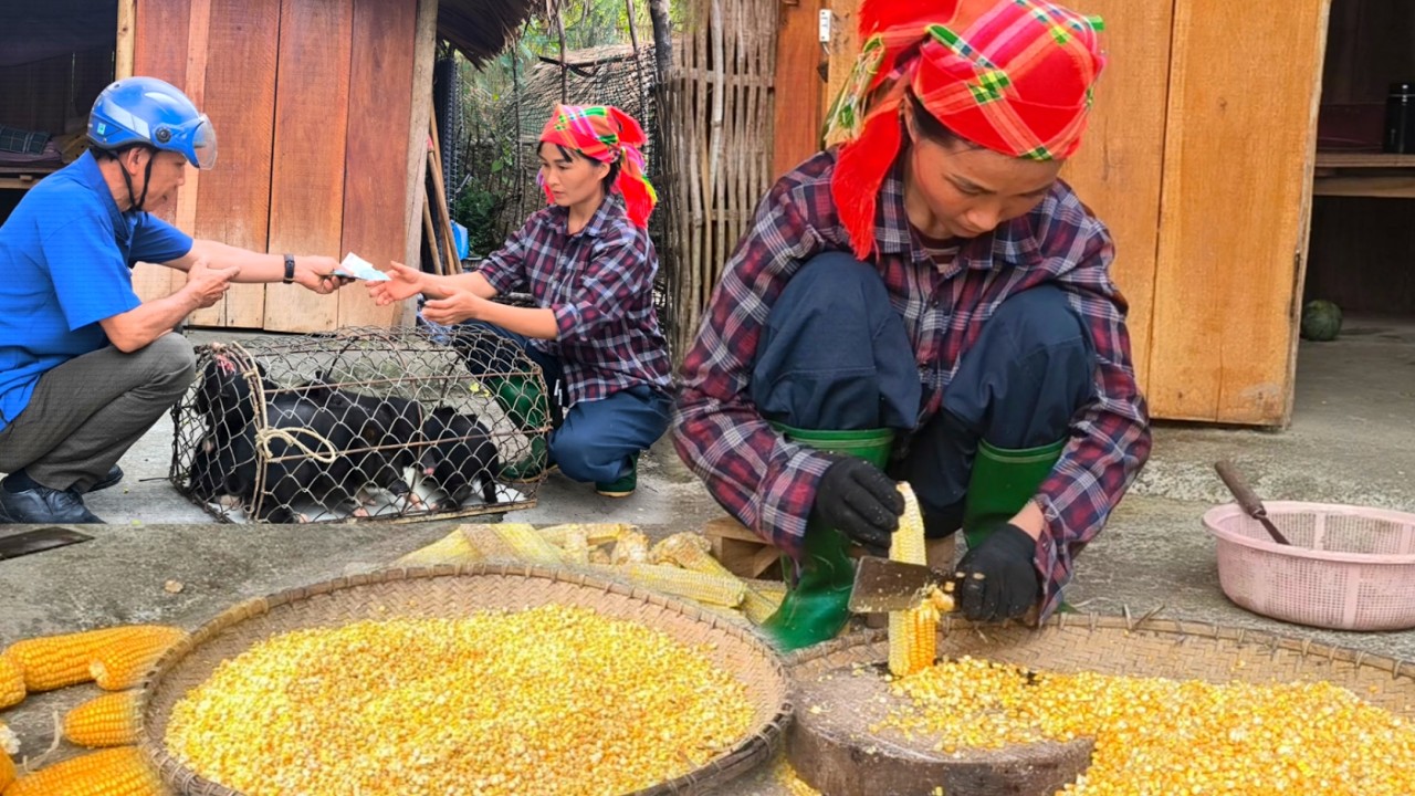 A single mother sells piglets and harvests corn to process into dry feed for livestock on her farm.