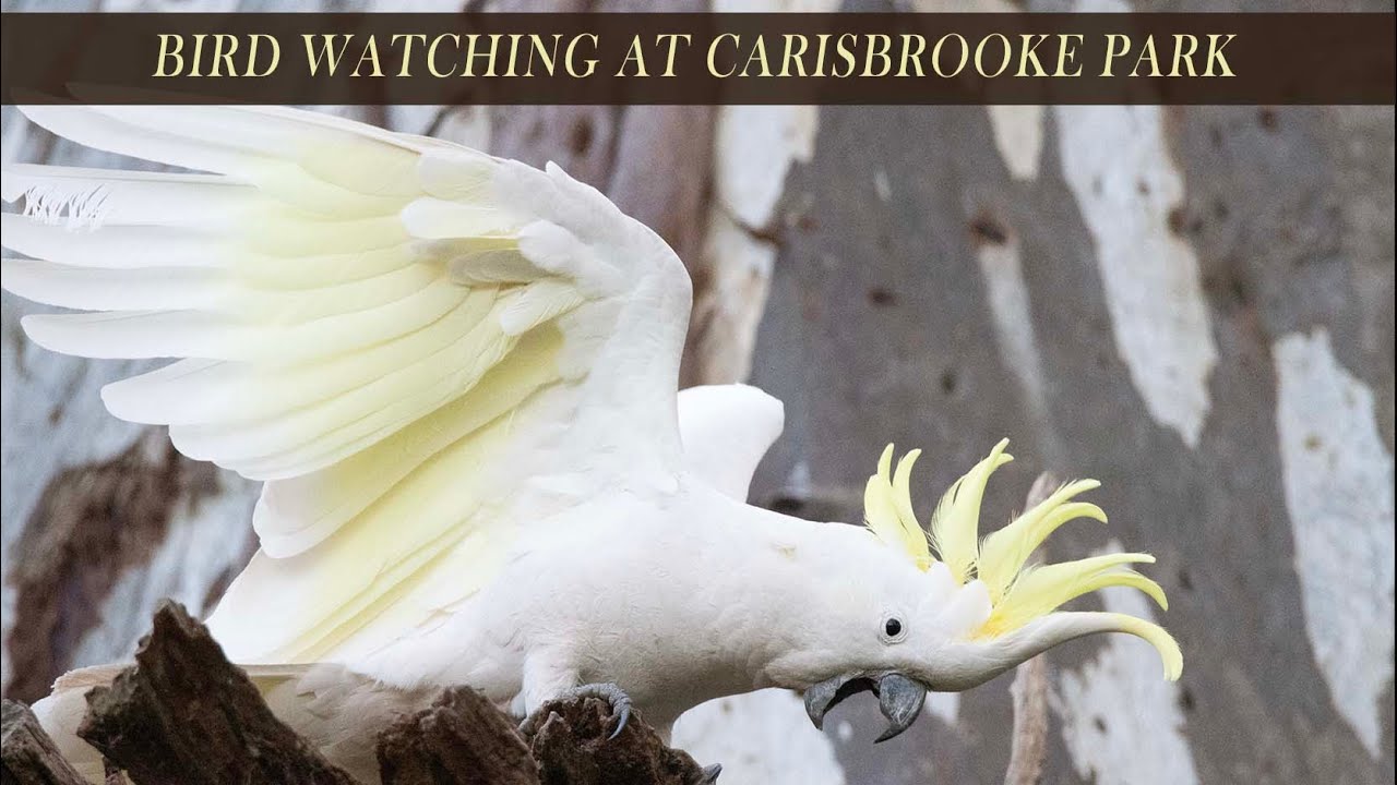 Abundant Birdlife in an Adelaide suburban park - Carisbrooke Park, South Australia
