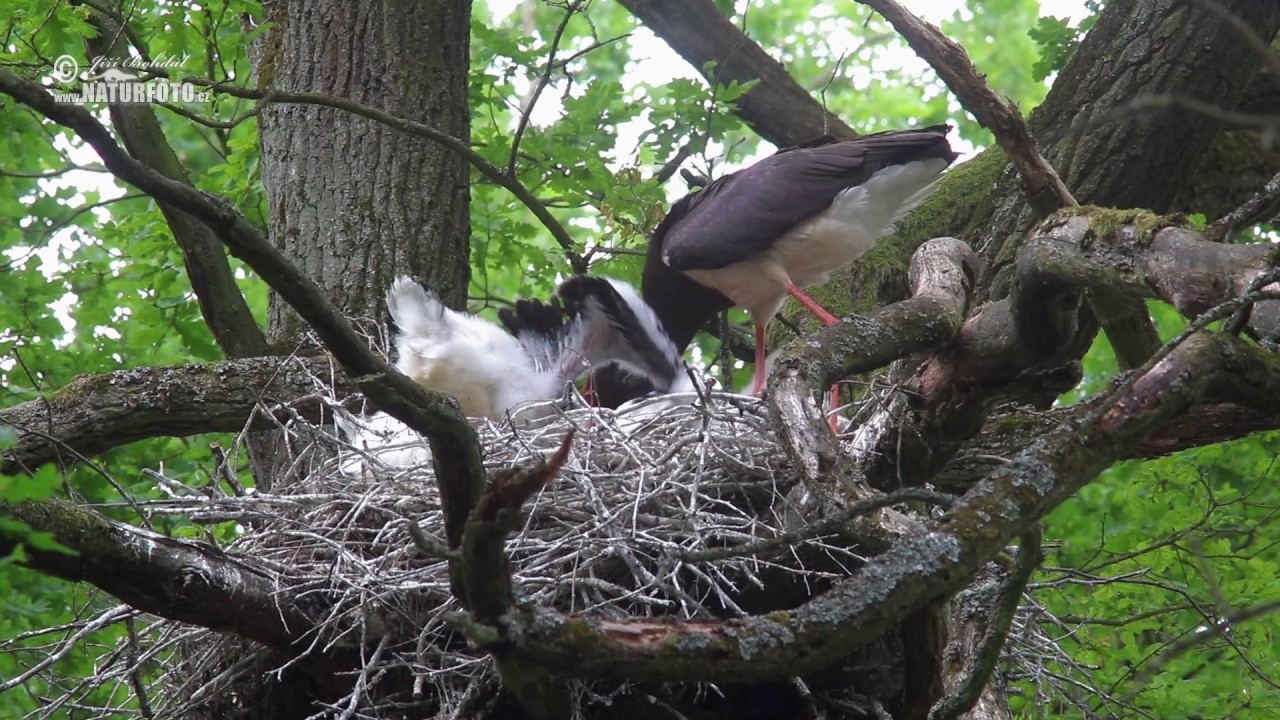 Čáp černý - (Ciconia nigra) - Black Stork - Schwarzstorch