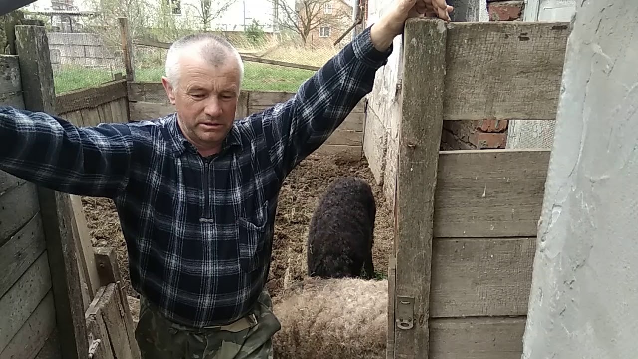 мангалиця,вєтнамці,мангали,білі свині.З чого почати