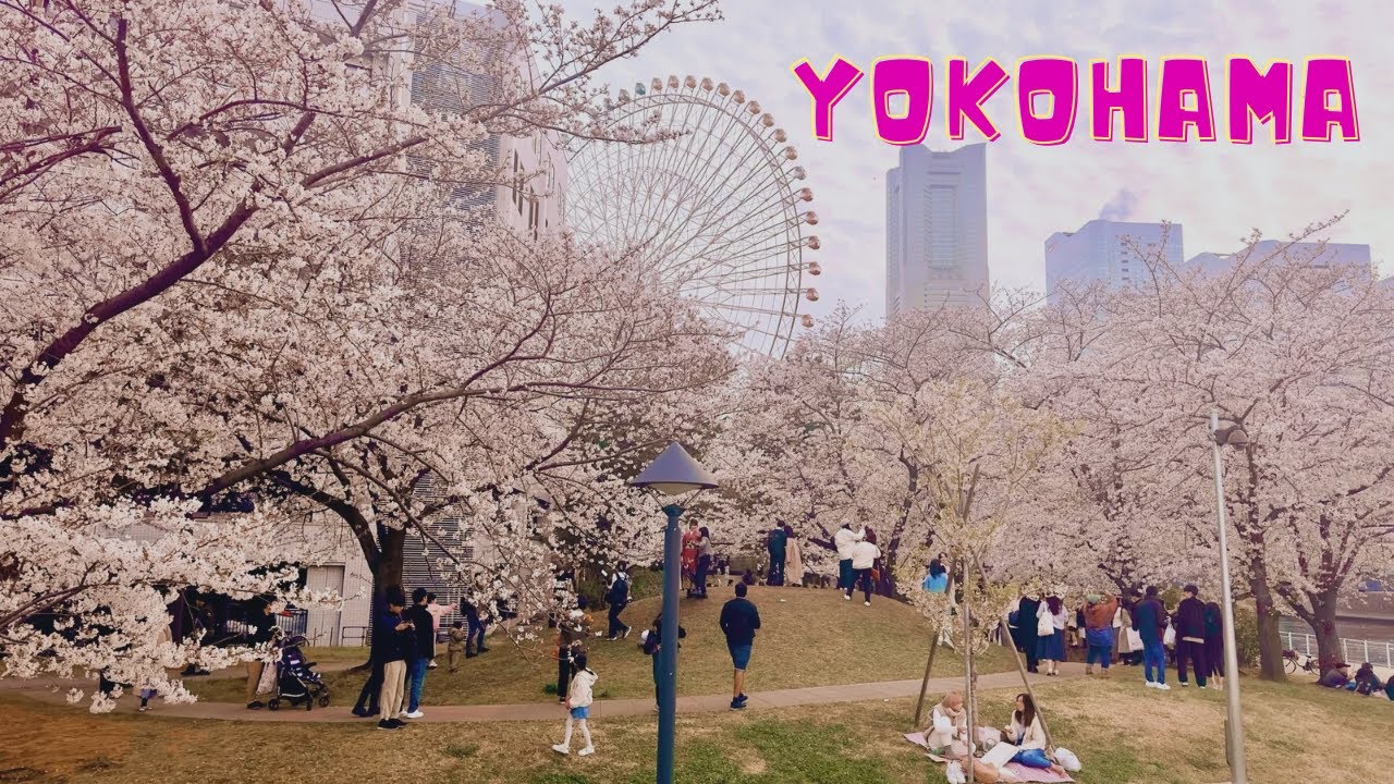 🇯🇵Du lịch Nhật Bản: View cảng Yokohama ngắm hoa anh đào cực chill #dulichnhatban #japantravel