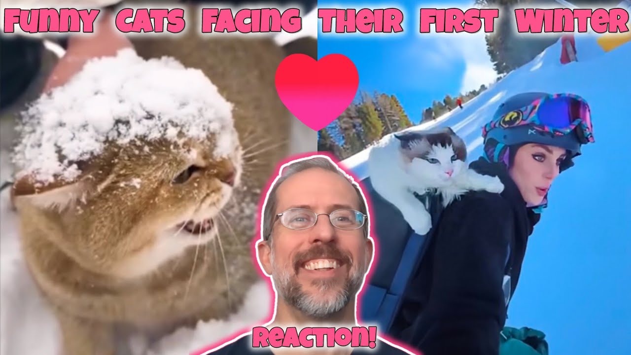 A Valentine's Day cat treat! ❤️ | Funny Cats Facing Their First Winter REACTION!