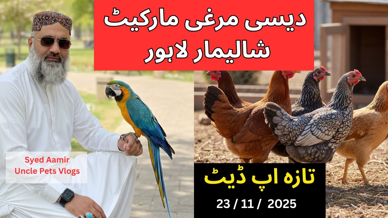 Desi Murgi Mandi Sunday Update Shalimar Garden Lahore Pakistan | Discount Pets | Uncle Pets Vlogs