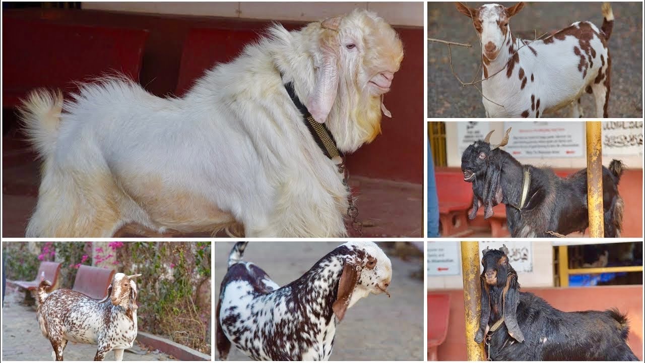 The Milkyway Goat Farm Mahapoli ~ Patira, Kota, Barbari & Makhi Cheena Bakre