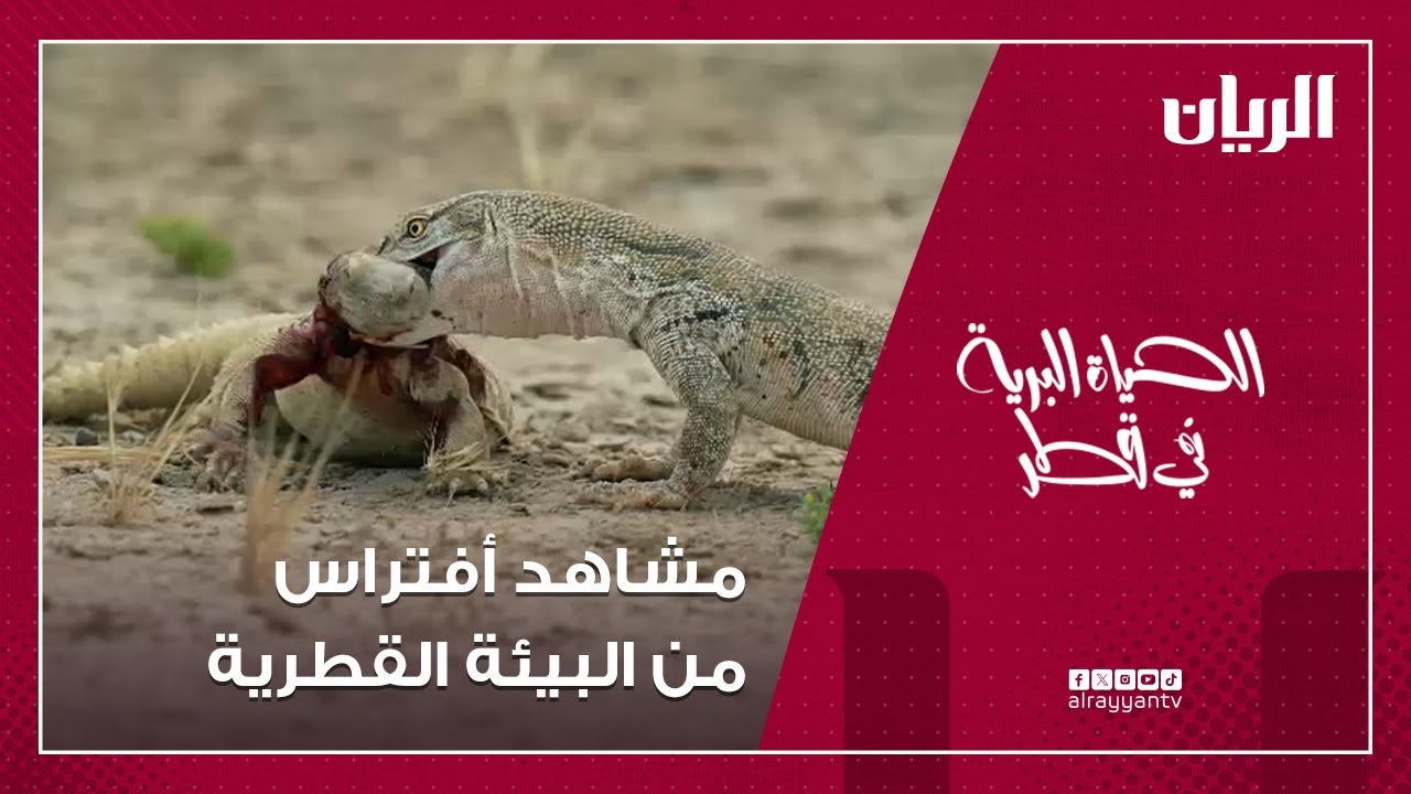 الحياة البرية في قطر - الورل وثعبان أم جنيب الأشد سمية