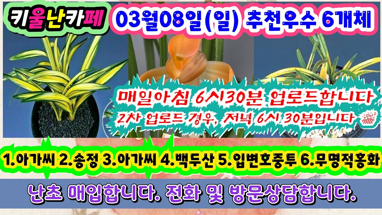03/08(일) 추천우수 6개체 [1.아가씨 2.송정 3.아가씨 4.백두산 5.입변호중투 6.무명적홍화] ##orchid 