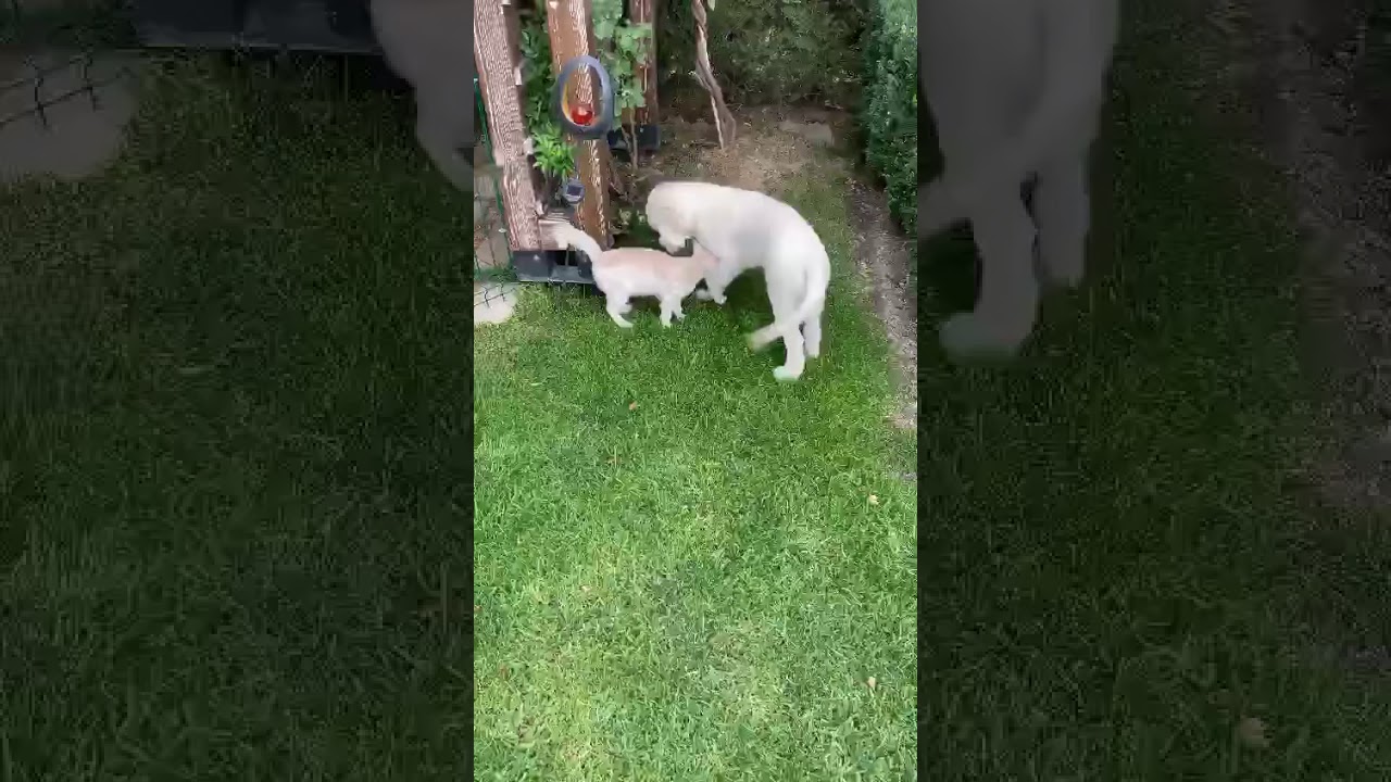 Clear passion Golden Retriever puppy playing with a kitten