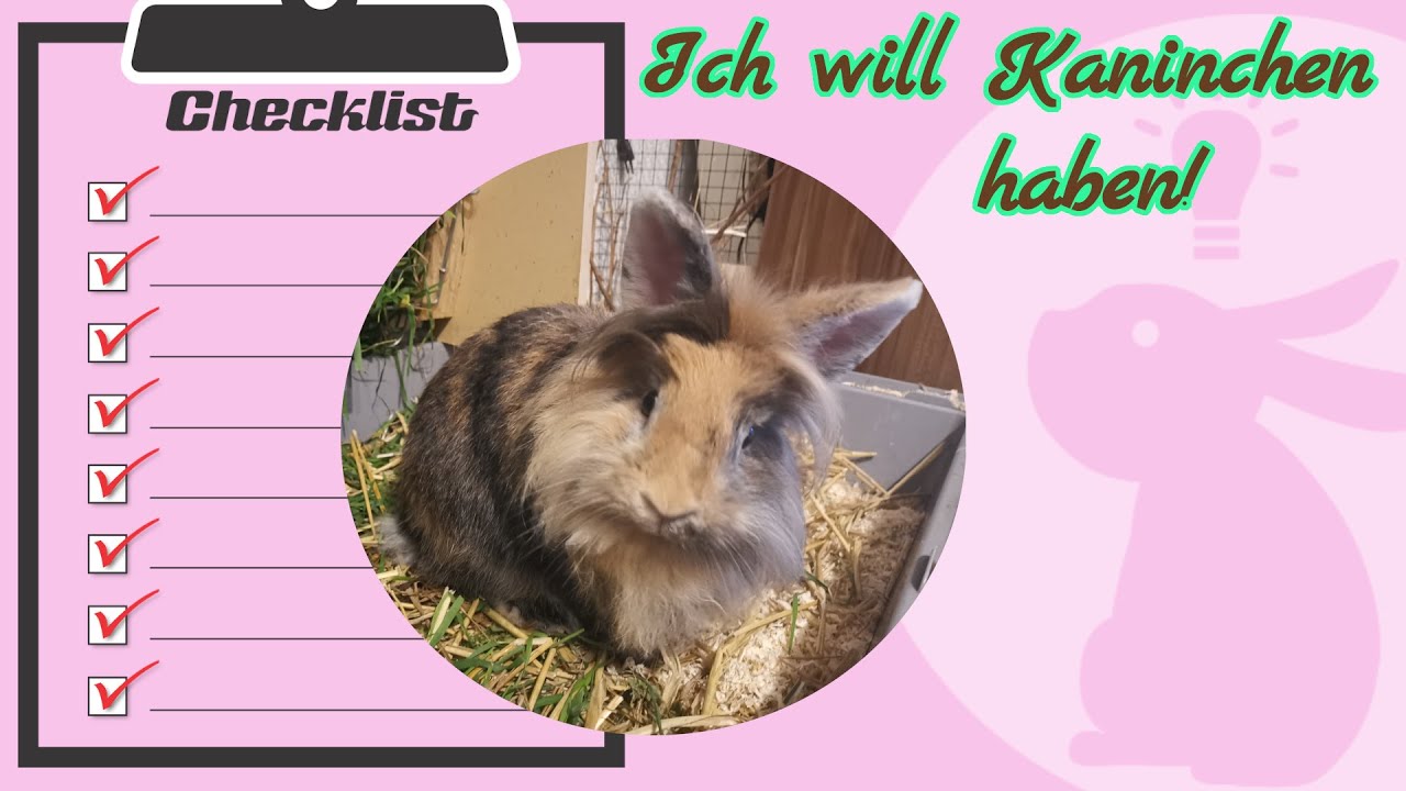 Kaninchen - Checkliste für alle, die sich Kaninchen wünschen - Wissenswertes für die Wohnungshaltung