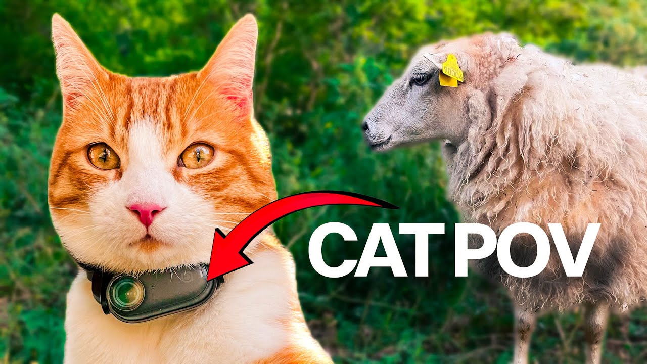 CAT Visits Mister Sheep!