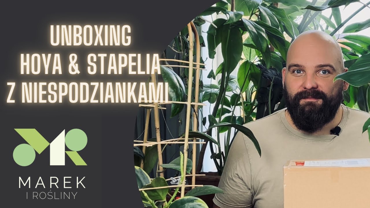 Nowe prezenty i zakupy dla chorej kotki. Hoya i stapelia - unboxing