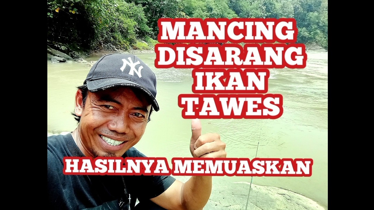 Mancing Disarang Ikan Tawes Part 1 @Sorotan #indonesia #mancing #shortvideo