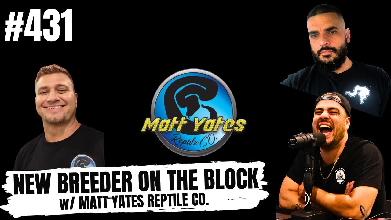 What is Matt Yates's game plan breeding Ball Pythons in 2024 | New Breeder On The Block