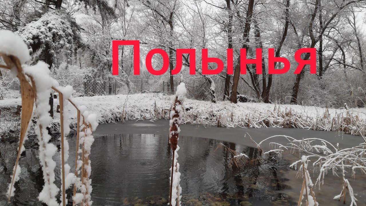 Полынья.