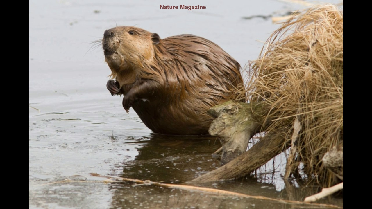 beaver sounds