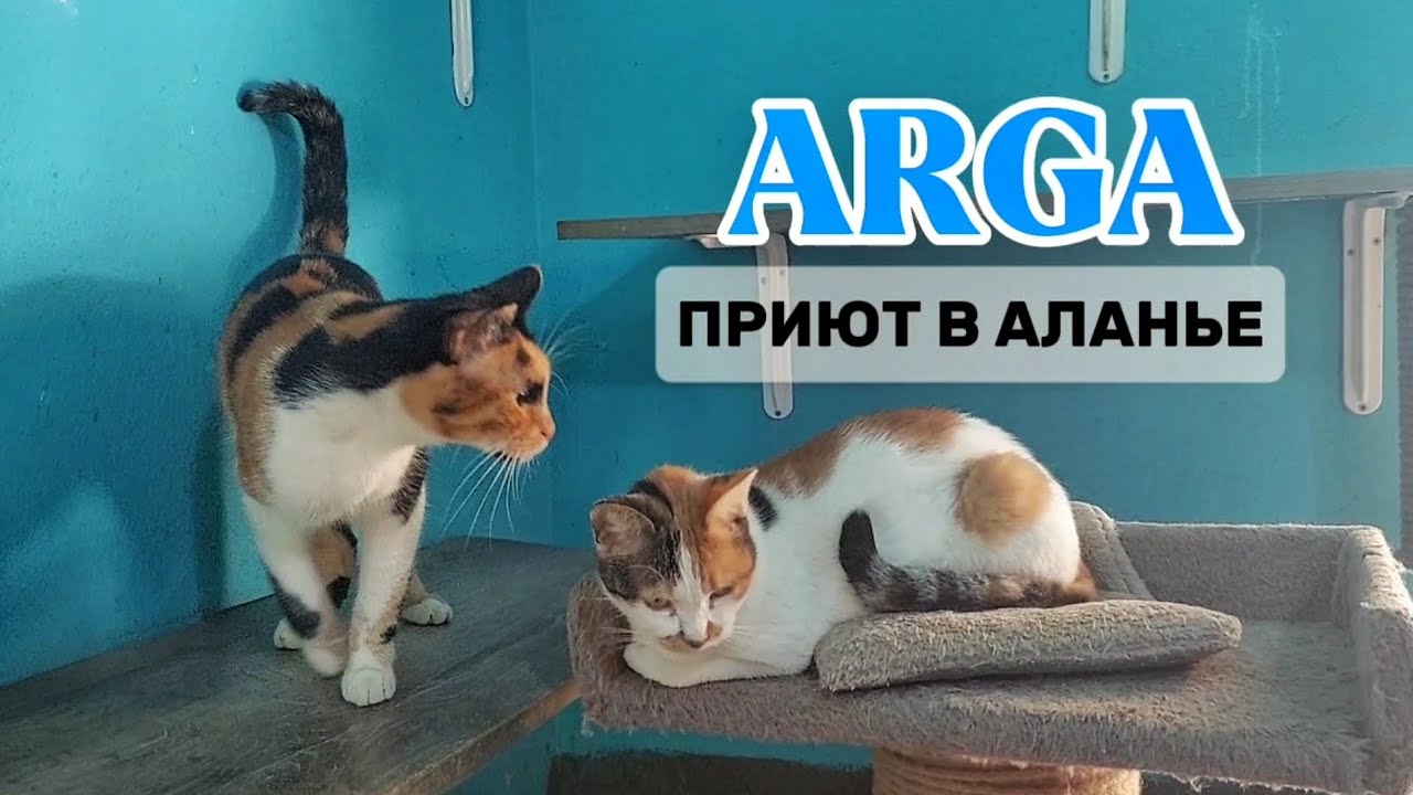 Приют для бездомных животных в Аланье #аланья #кошки #собаки #помощь #влог #турция #люди #добро #оба
