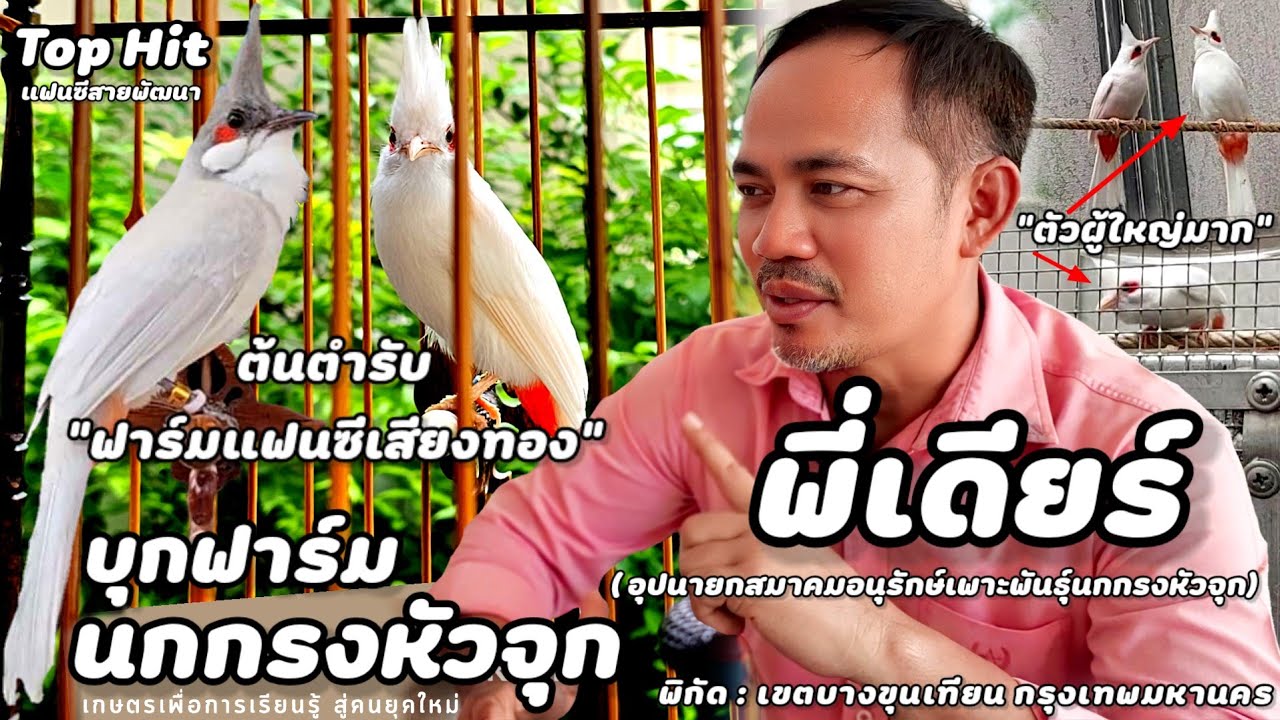 บุกฟาร์ม | นกกรงหัวจุกแฟนซีสายพัฒนา(พี่เดียร์)ต้นตำรับฟาร์มแฟนซีเสียงทอง แนะนำอาหารวิตามินสำคัญมาก