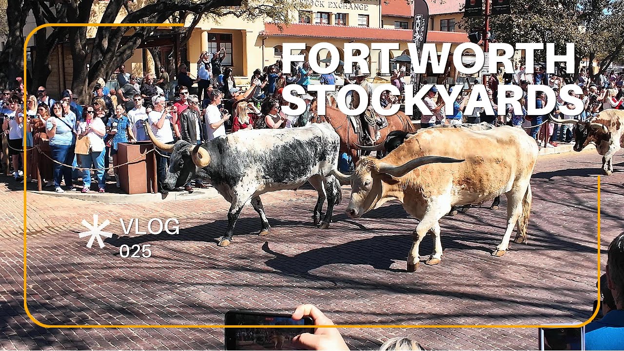 Texas Raiz! Desfile de Longhorns em Fort Worth Stockyards