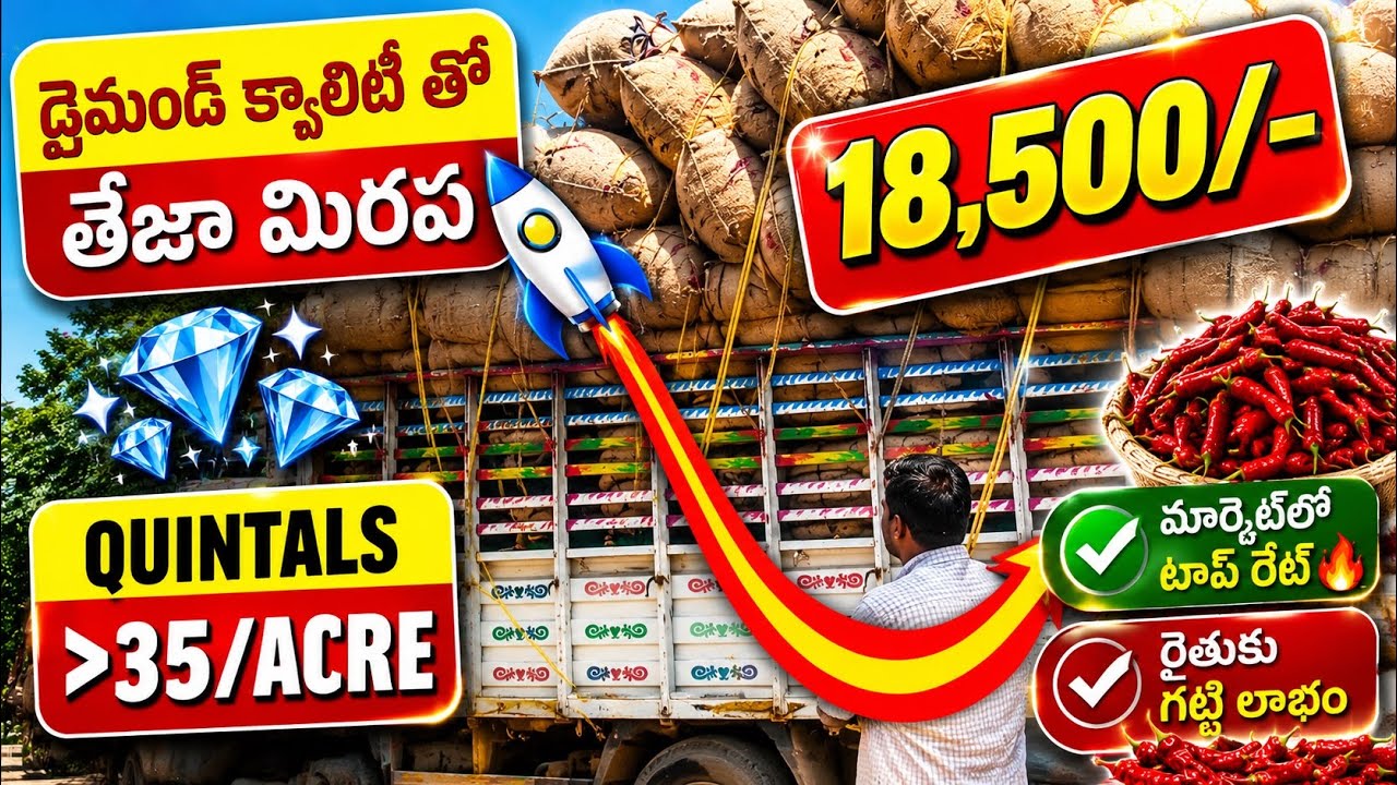 “డైమండ్ క్వాలిటీ 💎 తేజా మిరప 🌶 | మార్కెట్‌లో టాప్ రేట్ 💰🔥”