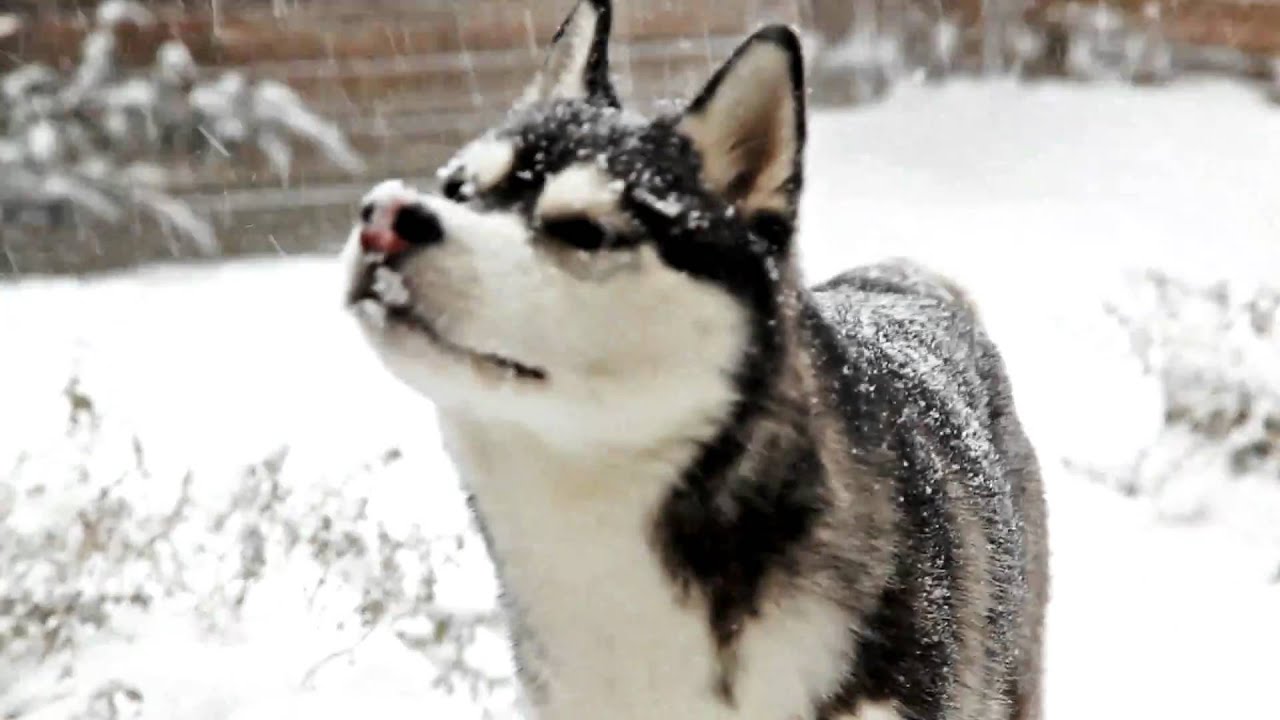Siberian Husky dog playing in the Snow