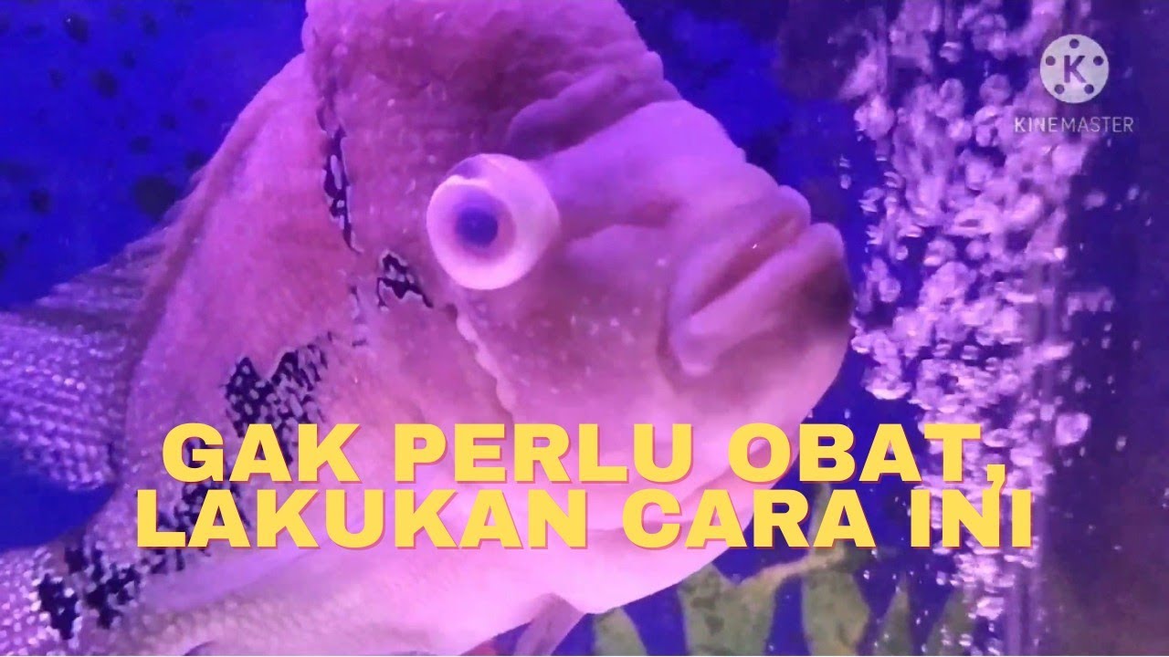 MENGOBATI MATA IKAN BERKABUT | MATA IKAN LOUHAN KATARAK BERKABUT ??? PAKAI CARA INI !!! FISH POP EYE