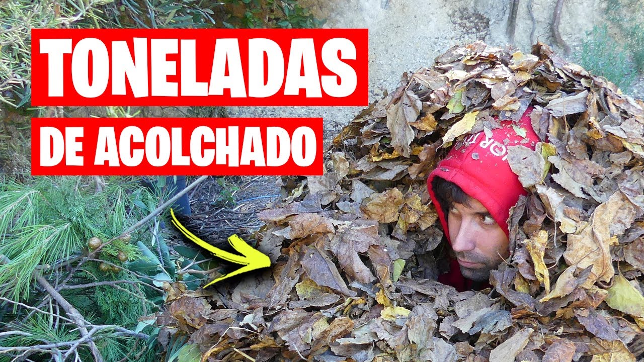 ¡¡NUNCA MÁS LOS TIRES!! 🍃 Como ACOLCHAR tus Plantas de Huerto y Jardín GRATIS | La Huerta de Ivan