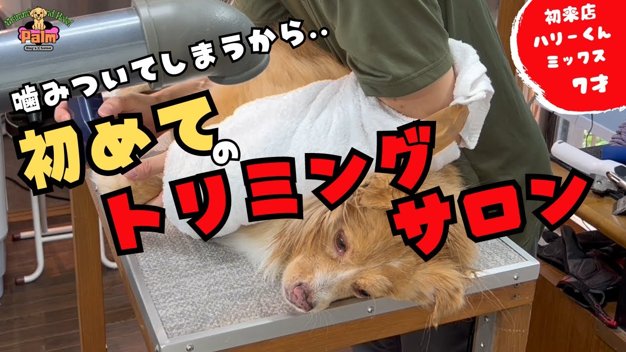 車で4時間！宮城県から噛み犬トリミング初来店！！
