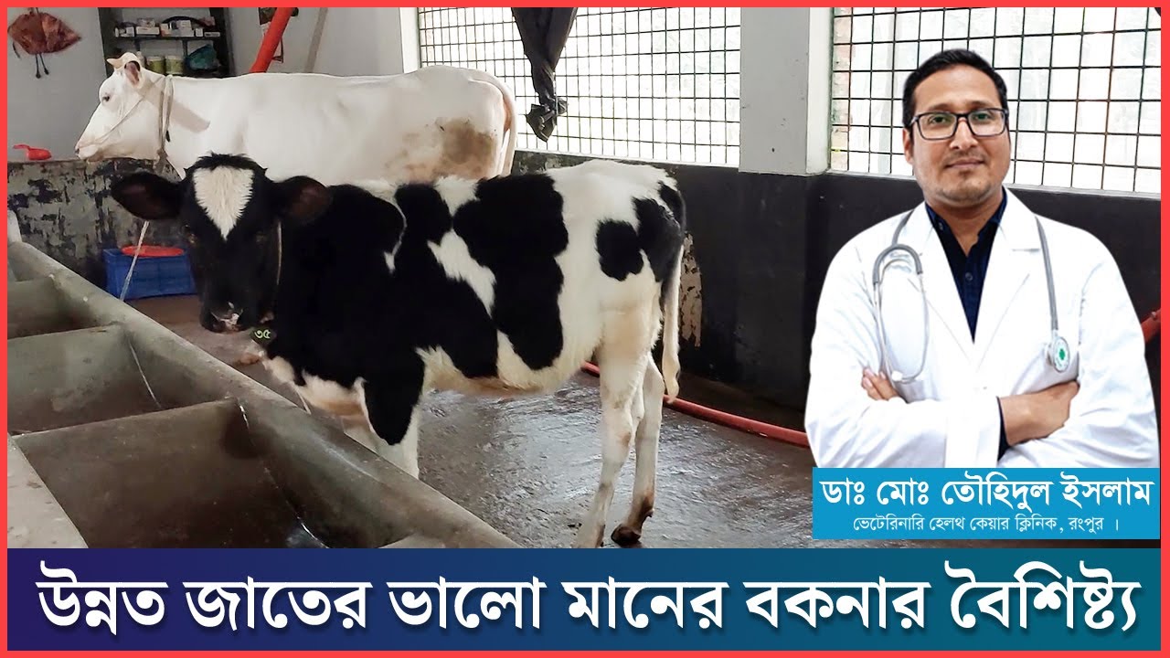 উন্নত ও ভালো জাতের বকনা চেনার উপায় | বকনা পালন | গরুর খামার | Dr.Touhidul Islam