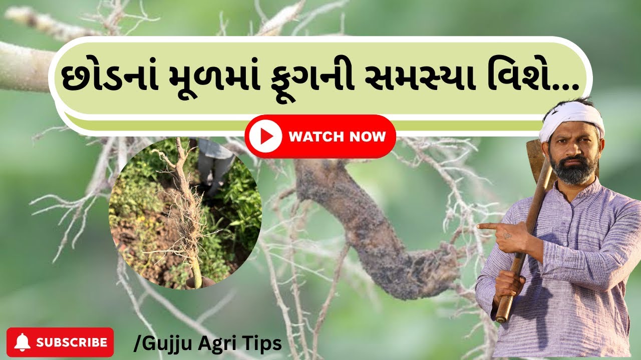 છોડનાં મૂળમાં ફૂગની સમસ્યા | તે કયાં કારણે આવે છે?| તેના નિયંત્રણ માટે રાખવા જેવી સાવચેતી…