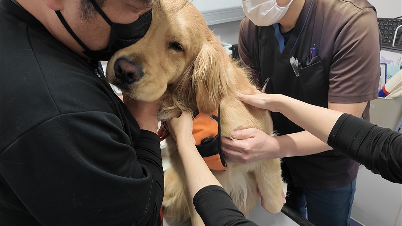 激しい痛みから一夜明け。病院で伝えられた診察結果は。【Golden Retriever japan】