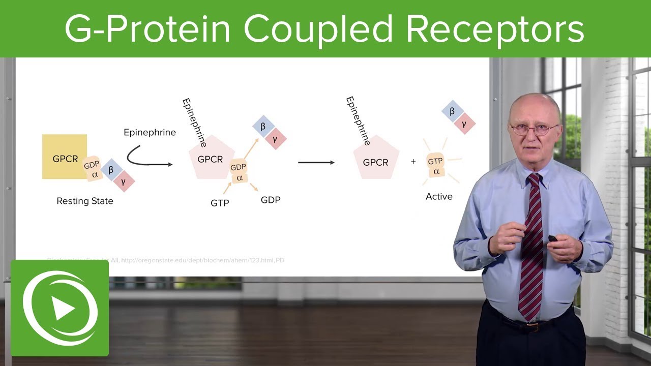 G-Protein Coupled Receptors (GPCRs) – Biochemistry | Lecturio