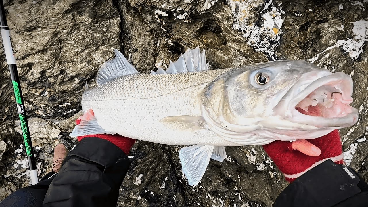 GROS BAR Surprise au Bouchon du Bord (Pêche en Hiver)