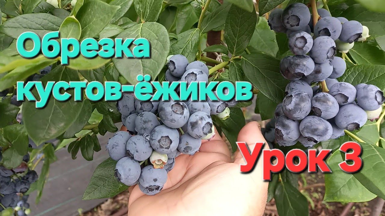 Обрезка голубики кустов-ёжиков. На примере Авроры. Кокон БОГОМОЛА