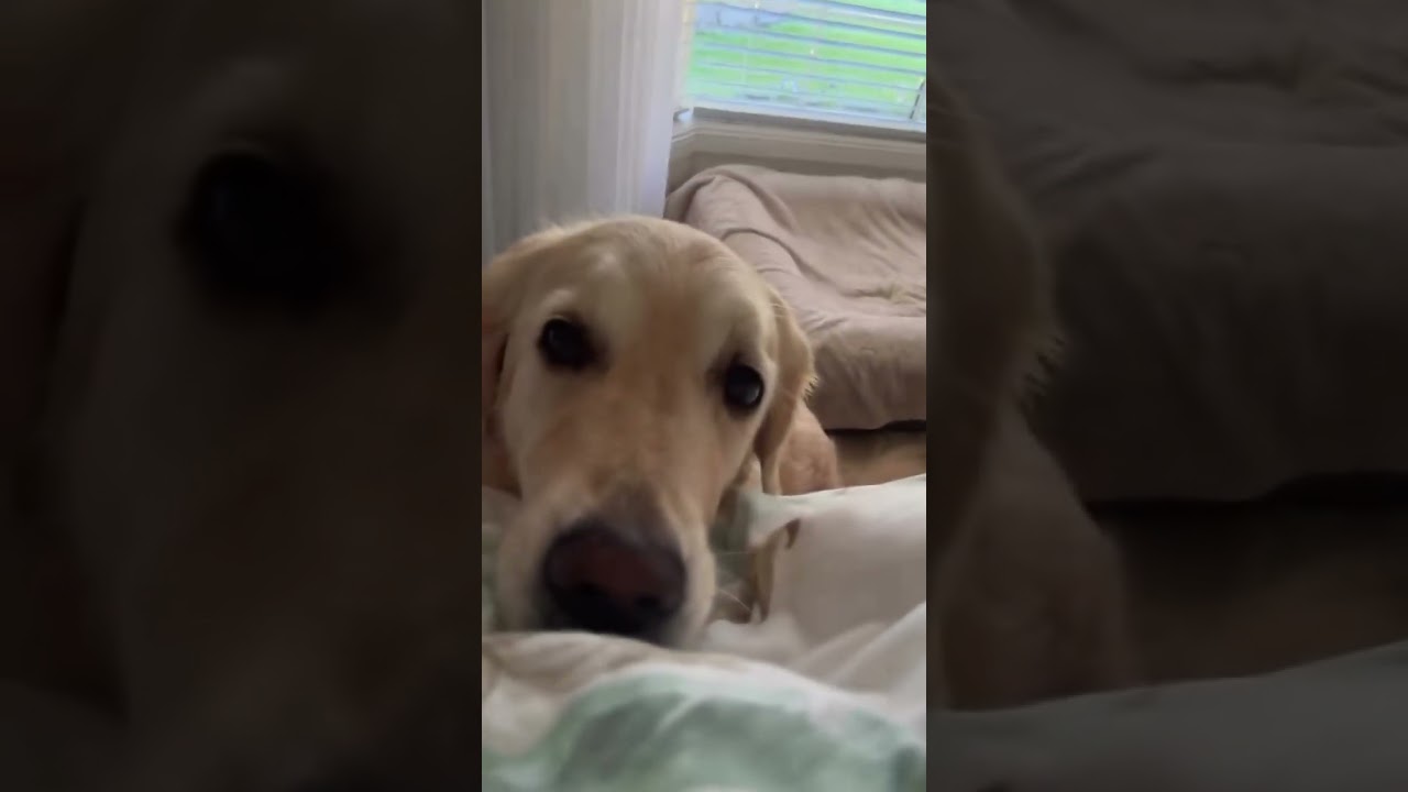 Красивые цитаты о собаках, которые растопят ваше сердце 🐶❤️