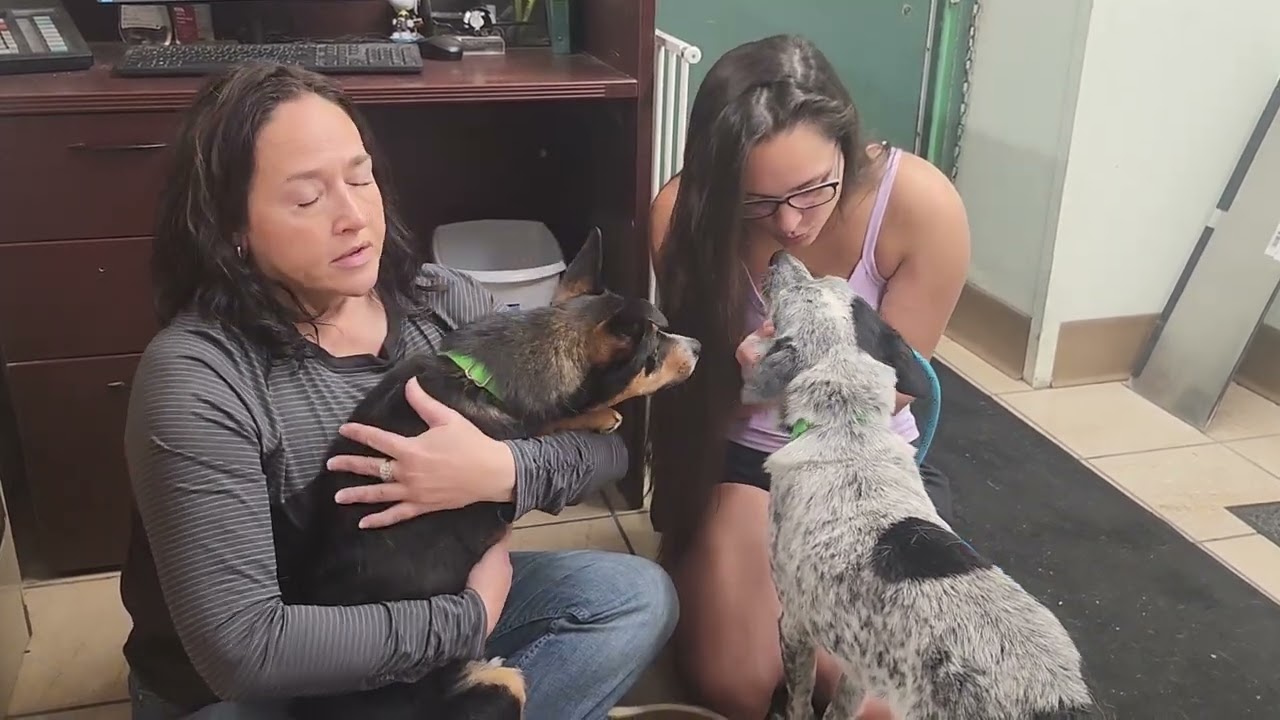 Jet Pet 