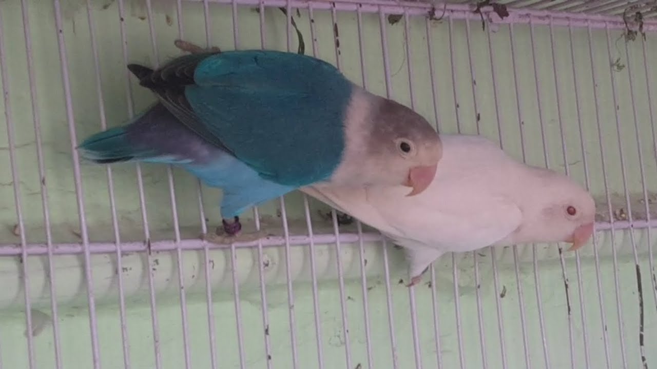 New pair lag gaya 😍 | Blue fischeri split ino into albino red eyes pairing | Love birds pairing