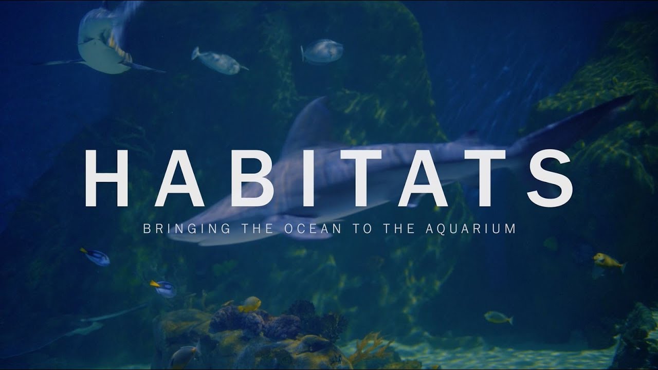Habitats: Bringing the Ocean to the Aquarium