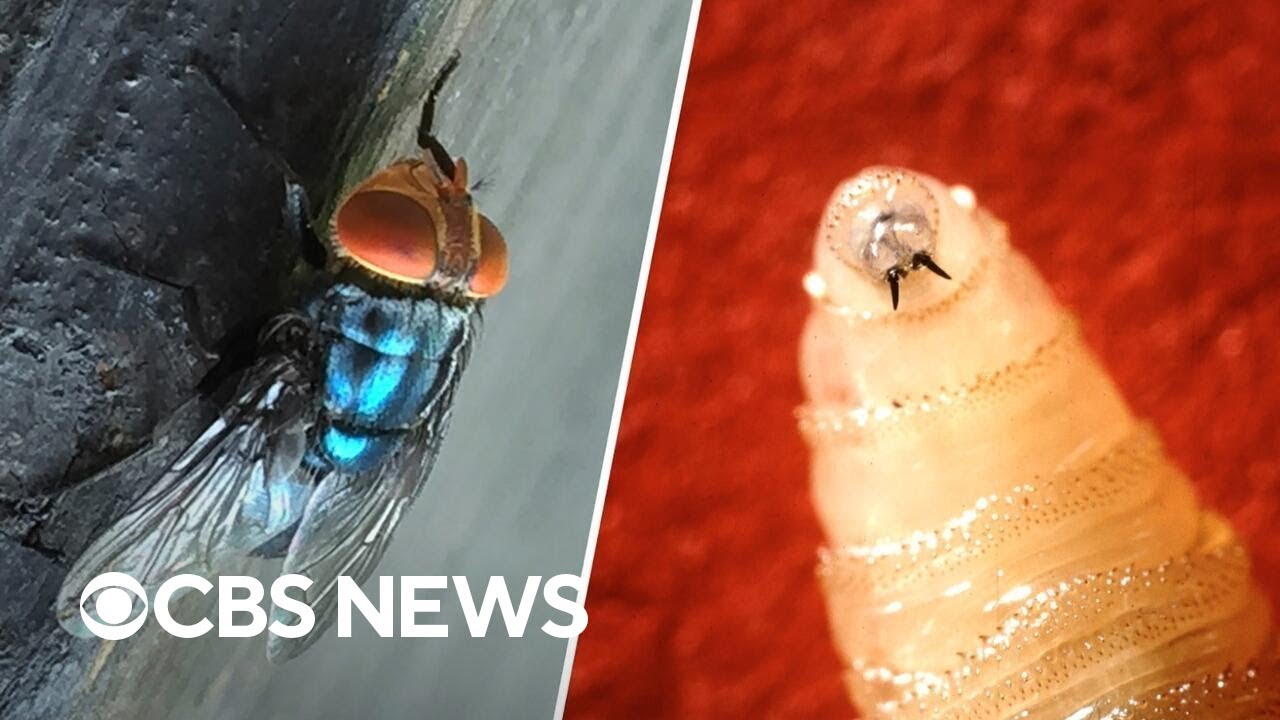 First human screwworm case detected in U.S. as Texas ranchers express concerns about livestock