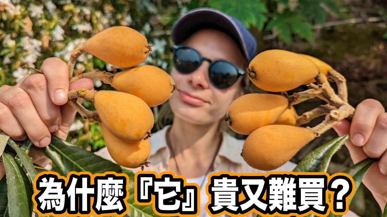 早期台灣人吃不到的水果😳 日本天皇最愛吃的聖品！枇杷膏真的有枇杷嗎?  Why Is Loquat So Valuable? Taiwan Unique Fruits
